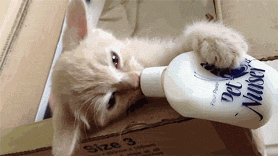 Гифка Кошка пьёт из бутылки