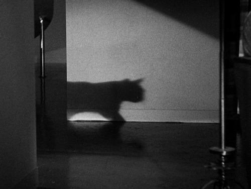 Гифка Зловещая тень кошки
