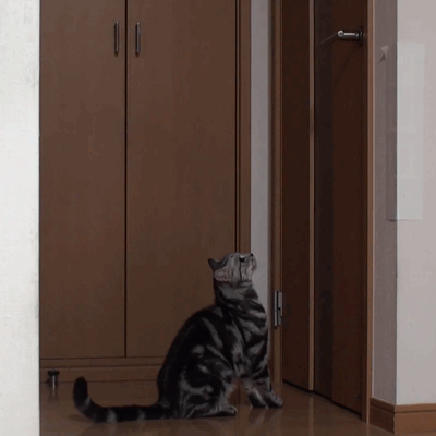Гифка Кошка открывает дверь