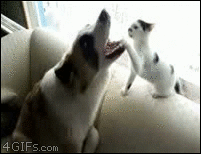 Гифка Собака играет с котёнком