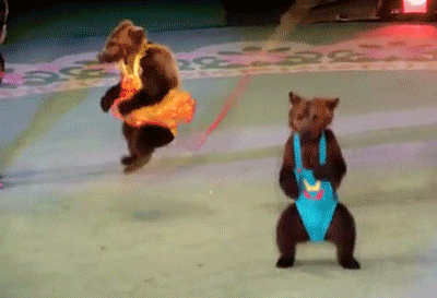 Гифка Прыгающие медведи в цирке