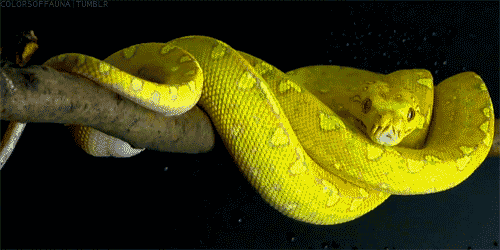 Гифка Желтая змея