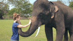 Гифка Слон прощается хоботом