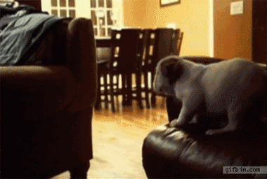 Гифка Прыжок щенка на диван
