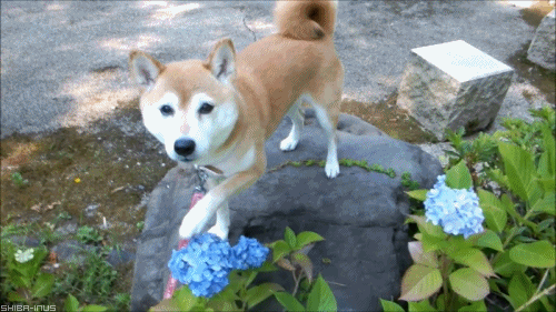 Гифка Собака трогает цветы