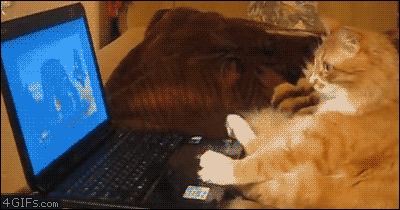 Гифка Кот и ноутбук