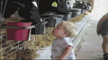 Гифка Корова целует ребенка