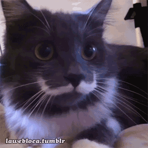 Гифка Кот с красивыми усами