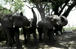 Гифка Слоны прощаются