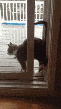 Гифка Кот пробирается в окно по-кошачьи