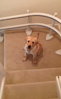 Гифка Собака съезжает с лестницы
