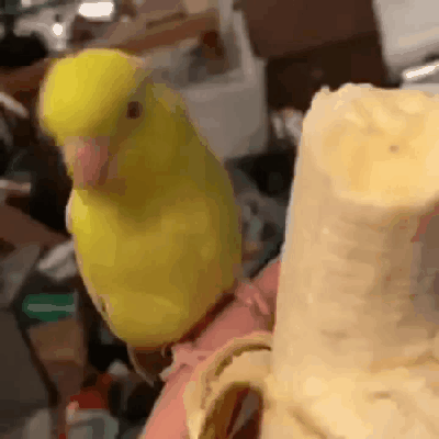 Гифка Попугайчик радуется банану