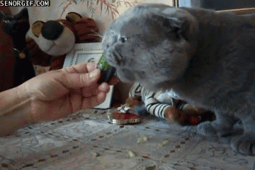 Гифка Кот ест огурец