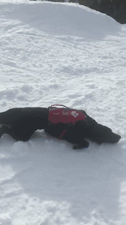 Гифка Пёс на горнолыжном курорте