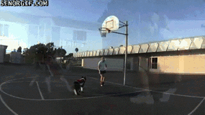 Гифка Пёс-баскетболист