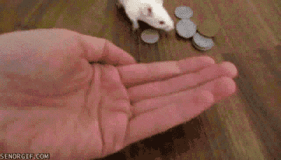 Гифка Крыса приносит монетки