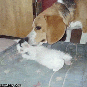 Гифка Собака и котёнок