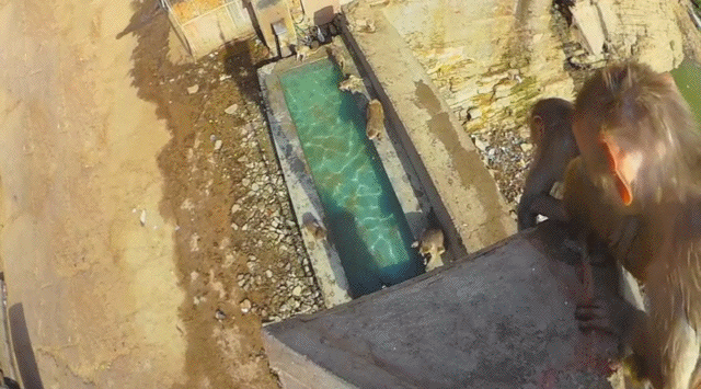 Гифка Обезьяны прыгают в бассейн