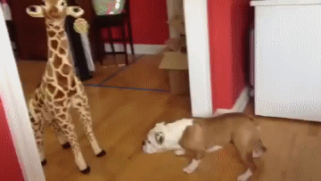 Гифка Бульдог и игрушечный жираф
