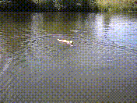 Гифка Собака купается в речке
