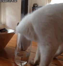 Гифка Кот пьёт из стакана