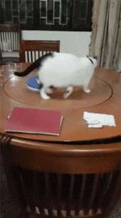 Гифка Кот на крутящемся столе